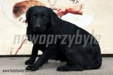 28.11.2013 JEZIORA WIELKIE PIES 56622